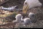 Eagle and her babies